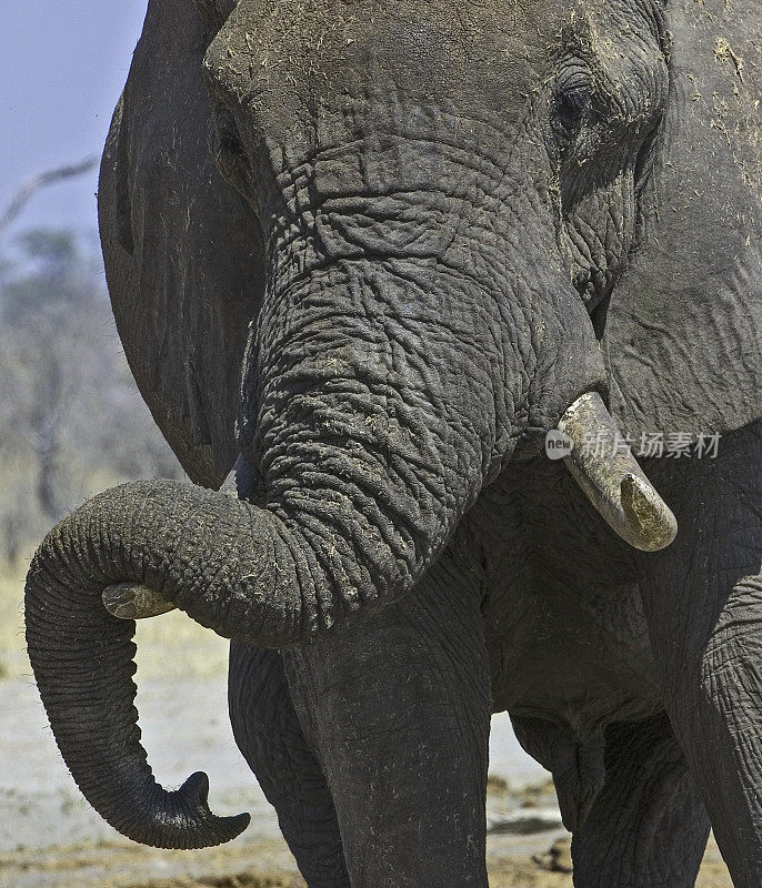 雄性非洲象长着长牙;学名Loxodonta africana;丘比国家公园萨维特区;博茨瓦纳;长鼻目,象科